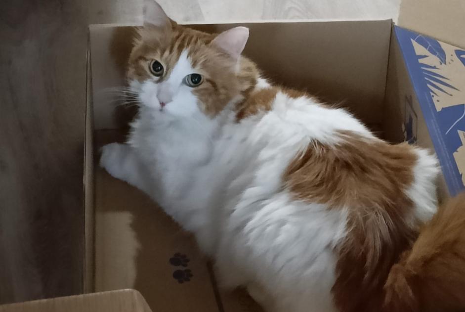 Alerte Disparition Chat croisement Mâle , 11 ans Gaillac France Alerte Disparition Chat croisement Mâle , 11 ans Gaillac France