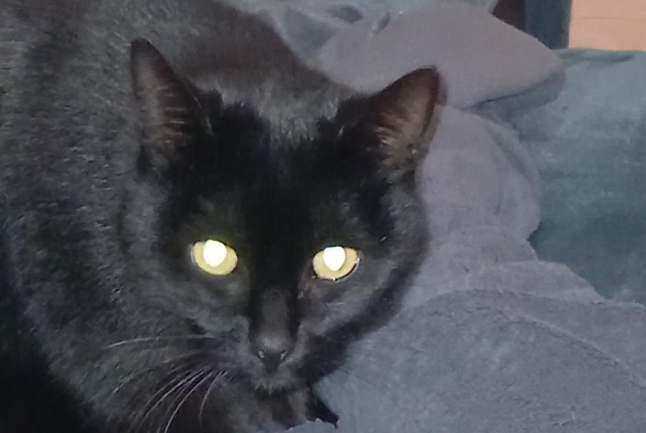 Alerte Disparition Chat  Femelle , 5 ans Saint-Sulpice-la-Pointe France