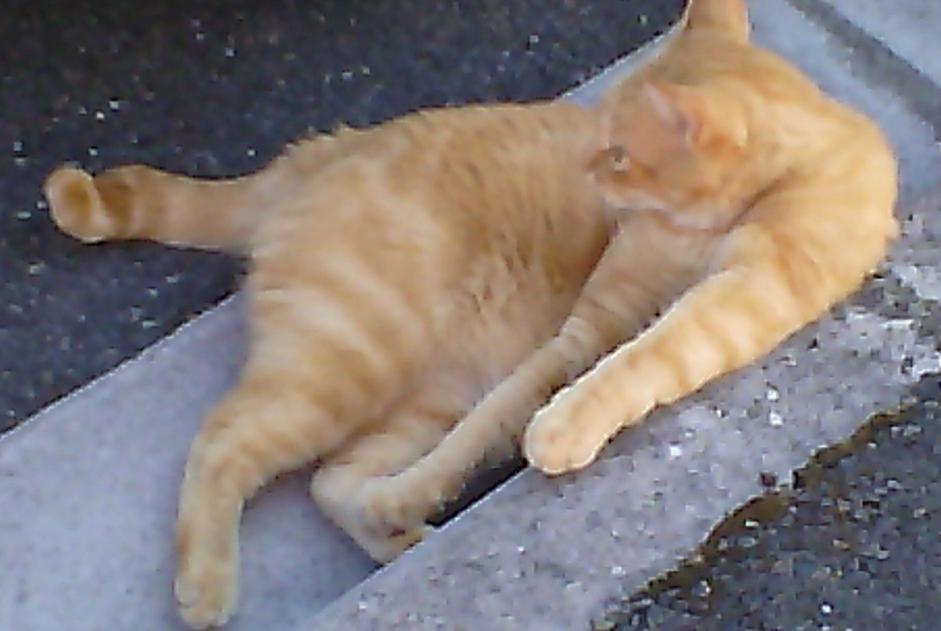 Avviso scomparsa Gatto  Maschio , 12 anni Carmaux Francia