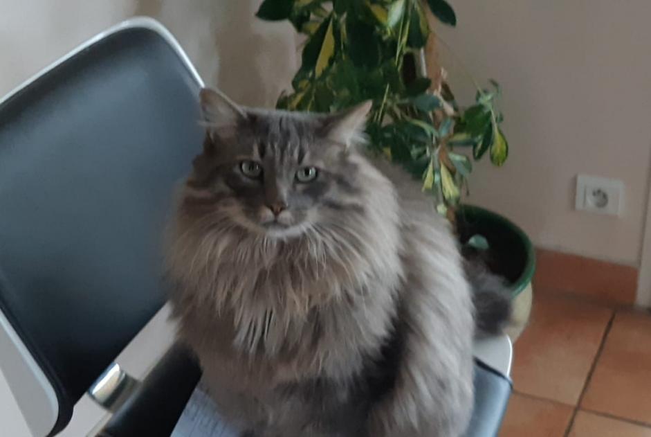 Avviso scomparsa Gatto incrocio di razze  Maschio , 7 anni Fontrieu Francia