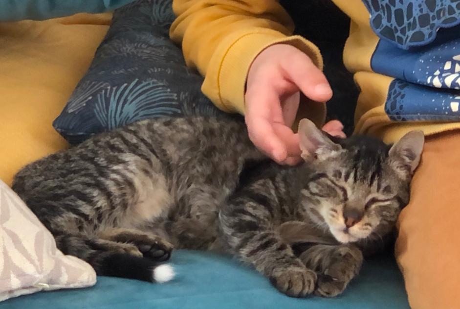 Avviso scomparsa Gatto incrocio di razze  Femmina , 2 anni Albi Francia