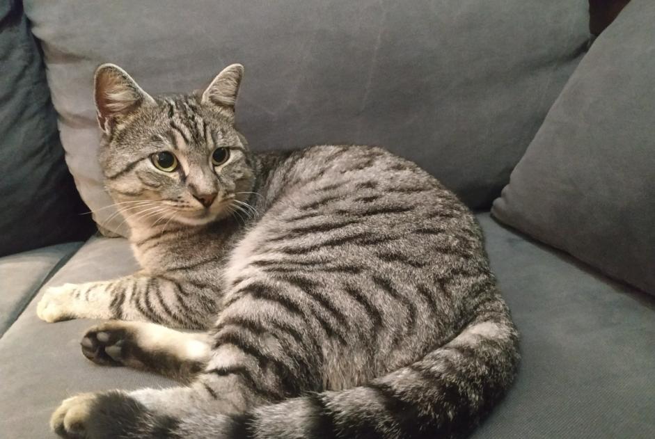 Ontdekkingsalarm Kat Mannetje Albi Frankrijk Ontdekkingsalarm Kat Mannetje Albi Frankrijk