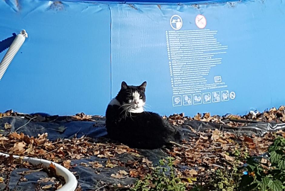 Ontdekkingsalarm Kat Onbekend Saint-Amans-Soult Frankrijk