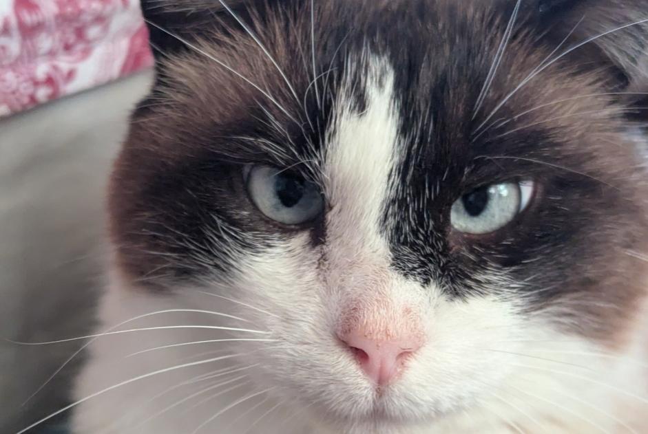 Verdwijningsalarm Kat Mannetje , 10 jaar Dourgne Frankrijk Verdwijningsalarm Kat Mannetje , 10 jaar Dourgne Frankrijk