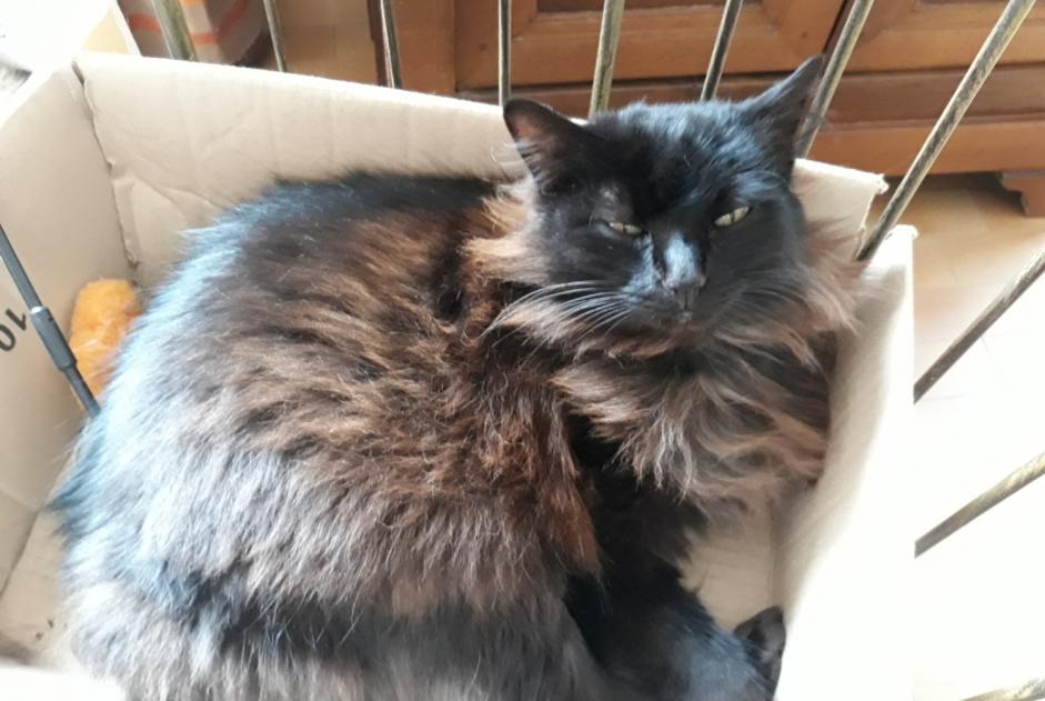 Alerta desaparecimento Gato Fêmea , 13 anos Castres France Alerta desaparecimento Gato Fêmea , 13 anos Castres France