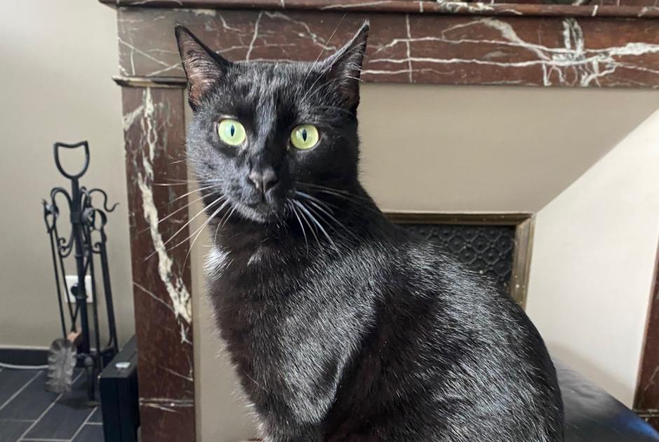 Alerta desaparecimento Gato Macho , 2 anos Albi France Alerta desaparecimento Gato Macho , 2 anos Albi France