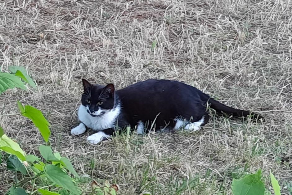 Alerta desaparecimento Gato Fêmea , 5 anos Gaillac France Alerta desaparecimento Gato Fêmea , 5 anos Gaillac France