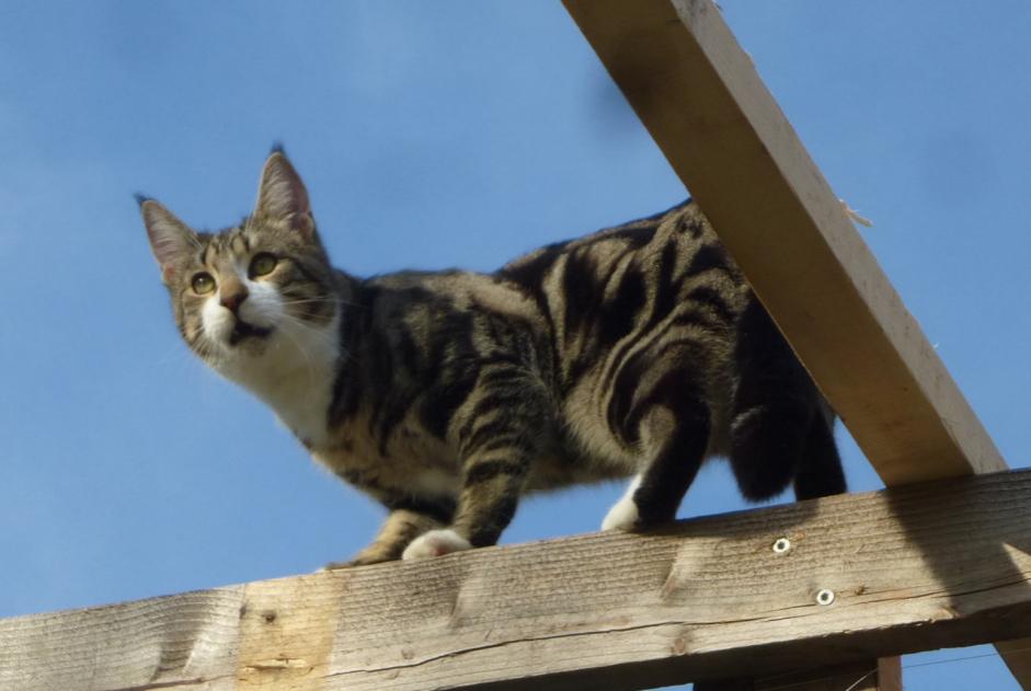 Alerta desaparecimento Gato cruzamento  Macho , 2 anos Cahuzac-sur-Vère France