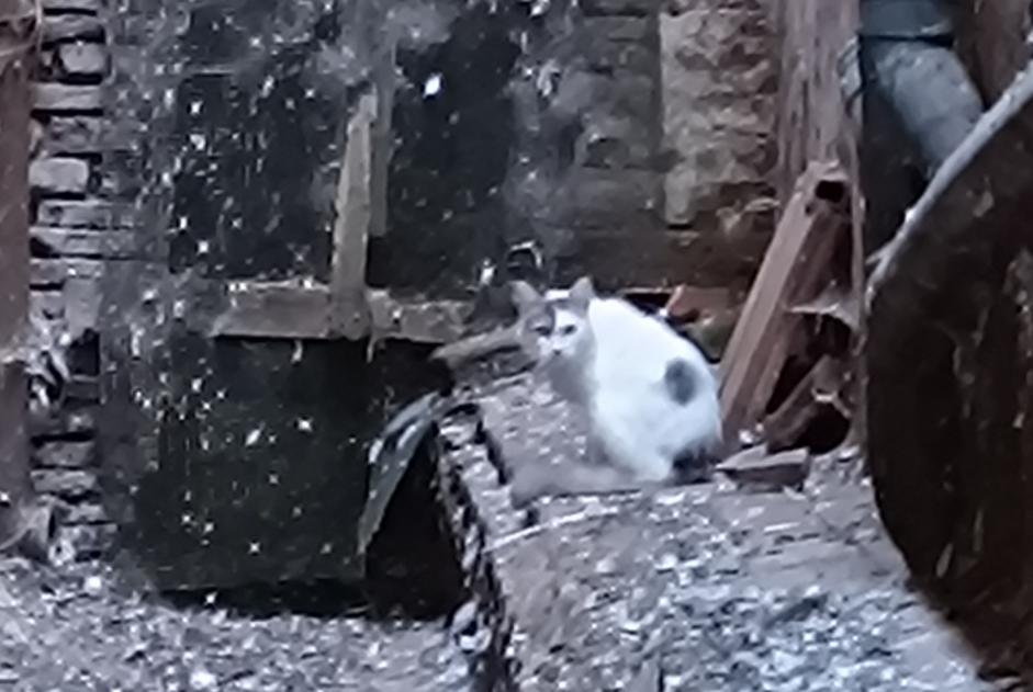 Alerta descoberta Gato Desconhecido Gaillac France