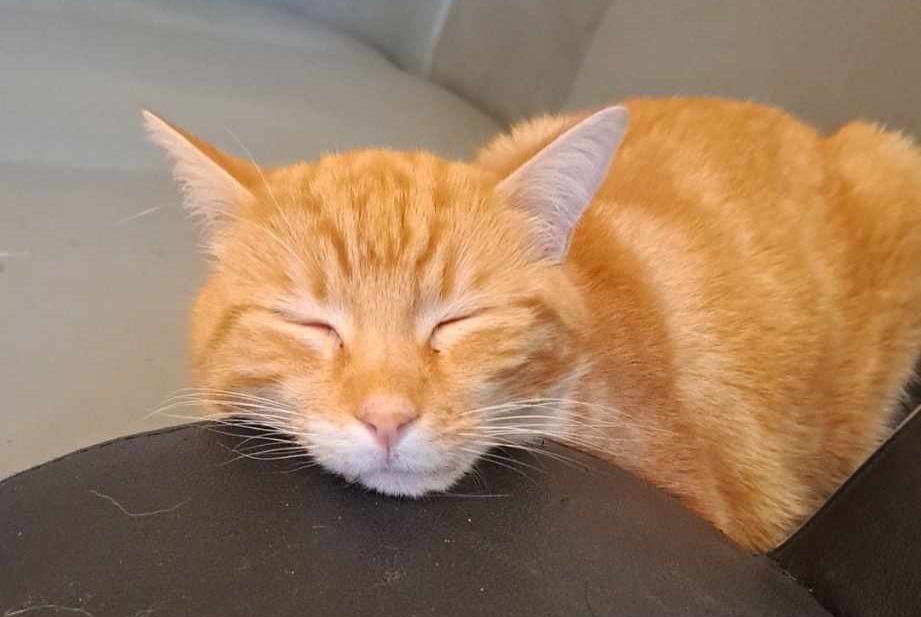Alerta desaparecimento Gato Macho , 2 anos Brassac France