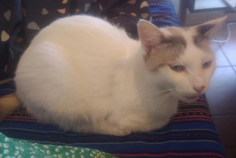 Alerta descoberta Gato Desconhecido , 1 ano Albi France