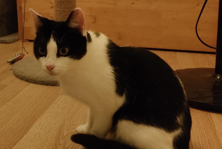 Alerta descoberta Gato Fêmea Giroussens France
