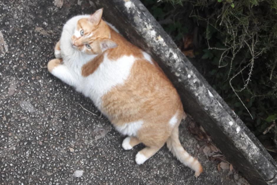 Alerta desaparecimento Gato Macho , 6 anos Albi France
