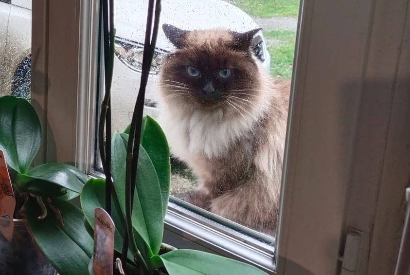 Alerta desaparecimento Gato Fêmea , 4 anos Saint-Amans-Soult France