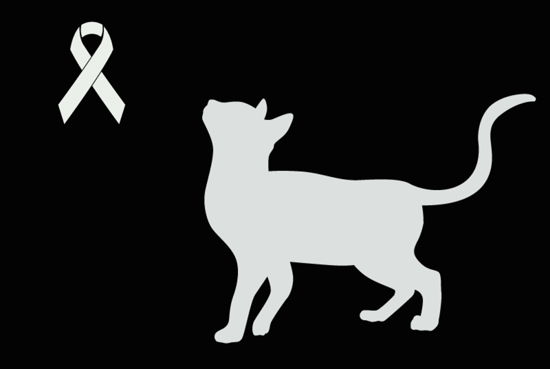 Discovery alert Cat Unknown Lescure-d'Albigeois France