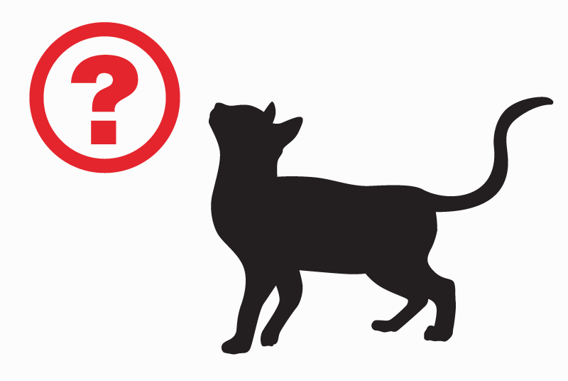 Alerta de Hallazgo Gato cruce  Macho Burlats Francia